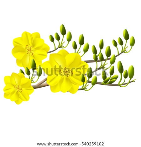 Yellow Apricot Flower, traditional lunar new year in Vietnam