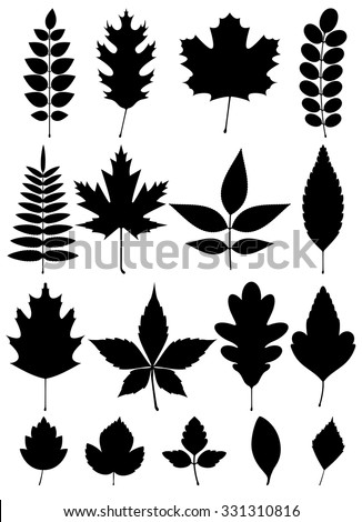 Study Leaves Including Maple Oak Fern Stock Vector 4827205 - Shutterstock