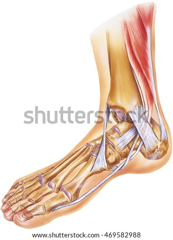 Foot Ankle Tendons Ligaments Joints Bones Stock Illustration 469582988 ...