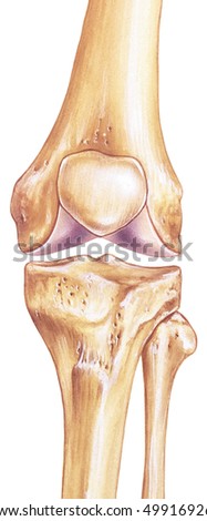 Illustration Knee Front View Stock Illustration 365688041 - Shutterstock