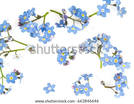 Forget Me Not Flowers Stock Images, Royalty-Free Images & Vectors