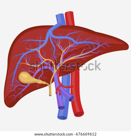 Digestive System Stock Images, Royalty-Free Images & Vectors | Shutterstock