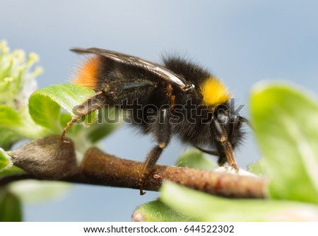 Bộ sưu tập Côn trùng - Page 37 Stock-photo-early-bumble-bee-bombus-pratorum-on-with-larva-of-the-violet-oil-beetle-meloe-violaceus-644522302