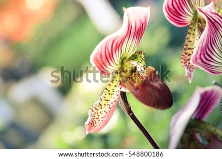 Orchid flowers is Beautiful orchid flowers.