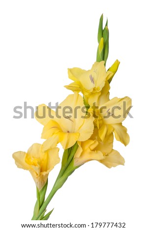 Yellow Orange Gladiolus Stock Photos, Images, & Pictures | Shutterstock