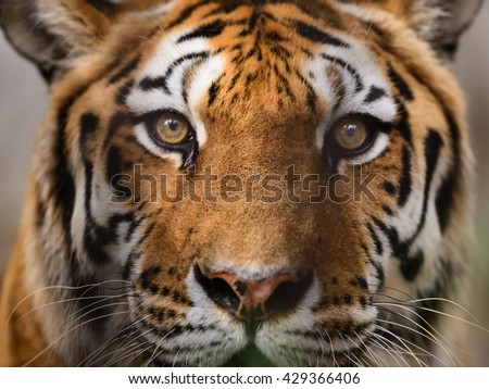 Tigress Stock Photos, Royalty-Free Images & Vectors - Shutterstock