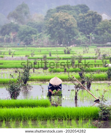 Rice field in Vietnam. Ninh Binh rice paddy
