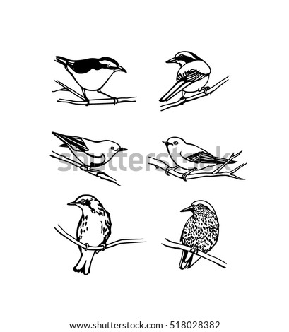 Vector Graphic Set Of Hand Drawn North America Birds Sitting On Branches Ink Drawing