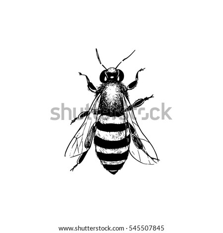 Vector Illustration Hand Drawn Honey Bee Stock Vector 545507845