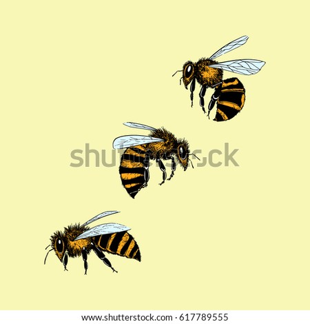 Vector Illustration Hand Drawn Honey Bees Stock Vector 617789555