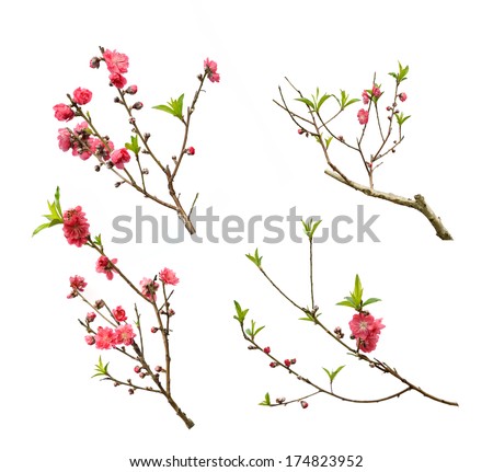 Peach blossom flower collection isolated on white background