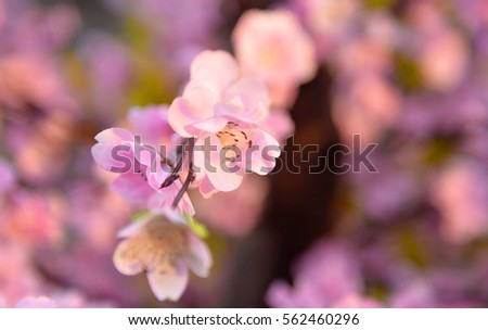 Peach flower on tree. Peach flower is symbol of Lunar New Year - Tet holidays in Vietnam.