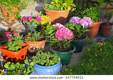 Container Gardening Stock Photo 75473989 - Shutterstock