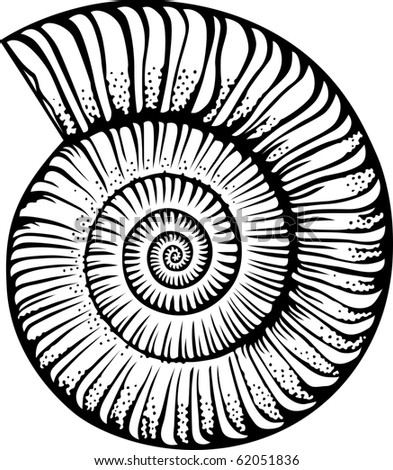 Ammonite Shell Stock Vector 111592664 - Shutterstock