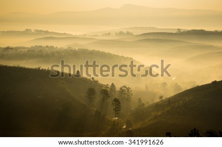 The sun rise in coffee's farm in Da Lat, Vietnam.