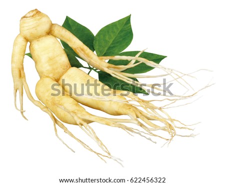 GINSENG ROOT AND LEAVES ON WHITE