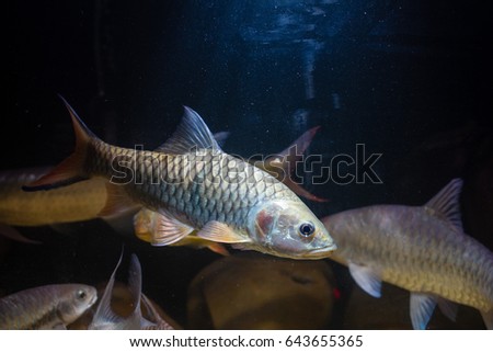 HAMPALA MACROLEPIDOTA EPUB HAMPALA MACROLEPIDOTA EPUB