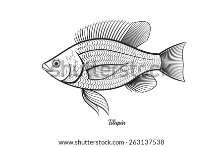 Tilapia Fish Outline Vector Illustration Tilapia Fish Outline Vector Illustration