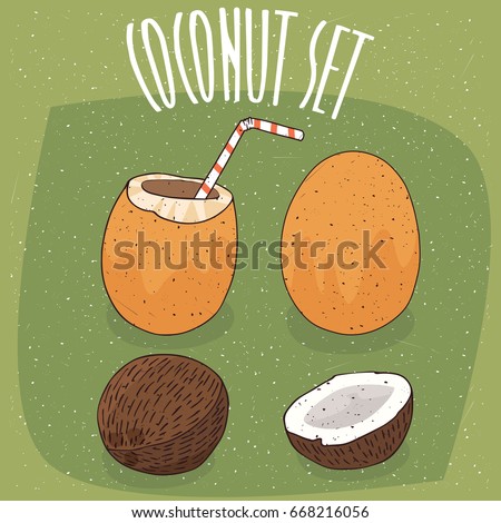 Set of different types of isolated coconuts, Orange Royal Coconut and fruit of coconut palm, whole and nicely split. Visible flesh. Straw in coconut milk. Vector illustration