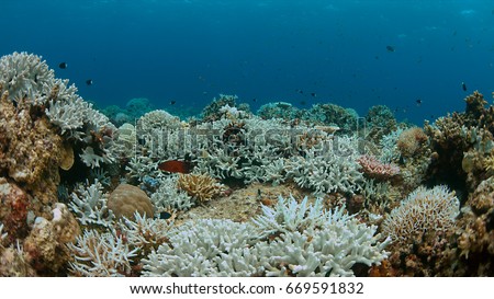Coral bleaching occurs when sea surface temperatures rise.