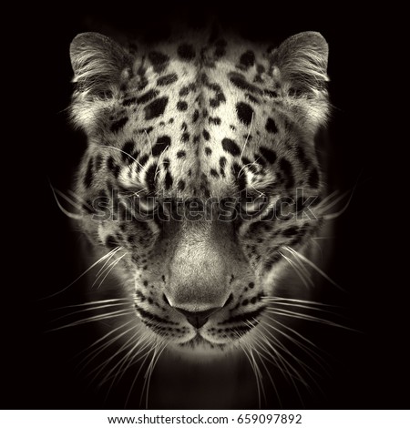 Leopard Face Stock Images, Royalty-Free Images & Vectors | Shutterstock