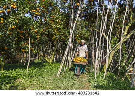 DONG THAP, VIETNAM - FEB 14, 2015 - Worker is harvesting tangerine forest at Lai Vung, Dong Thap Provice