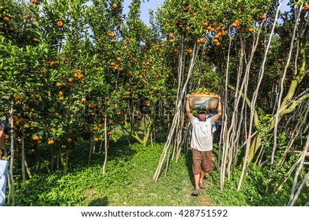DONG THAP, VIETNAM - FEB 14, 2015 - Worker is harvesting tangerine forest at Lai Vung, Dong Thap Provice