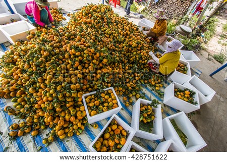 DONG THAP, VIETNAM - FEB 14, 2015 - Worker is harvesting tangerine forest at Lai Vung, Dong Thap Provice