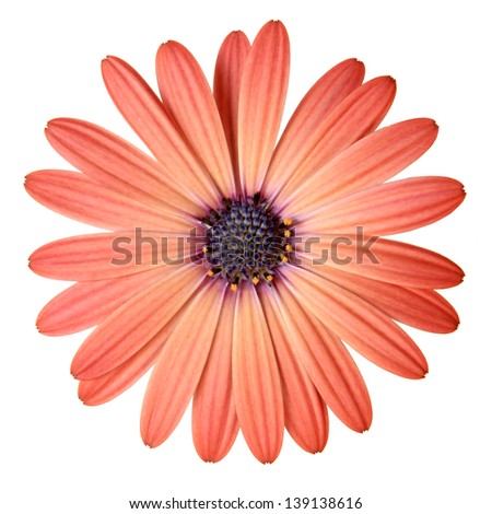 Peach Color Daisy