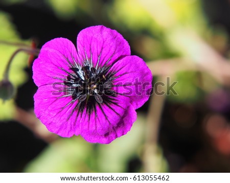 Single bloom geranium