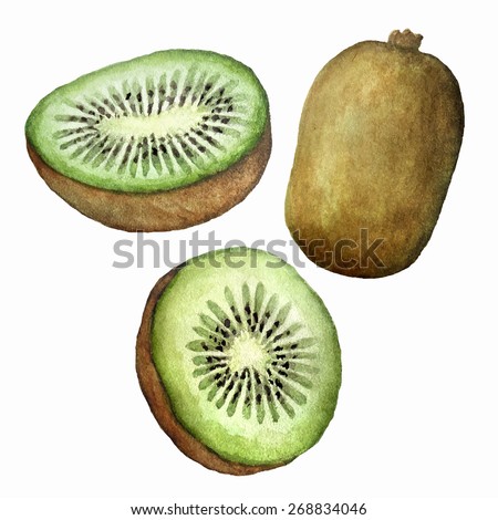 Vector watercolor kiwi set. Hand drawing. Isolated on white.