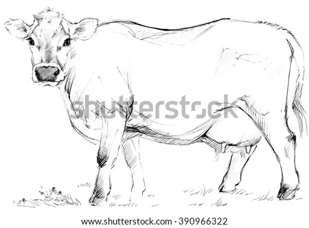 Dairy cow pencil sketch animal farm Dairy cow pencil sketch animal farm