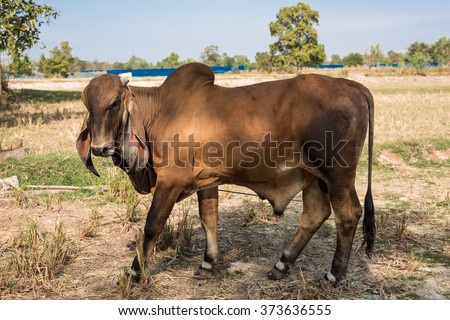 Indu Brazil Cow Farmland Stock Photo 373636555 - Shutterstock