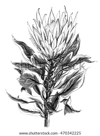 Tropical King Protea Flower Blossom Botanical Stock Illustration ...
