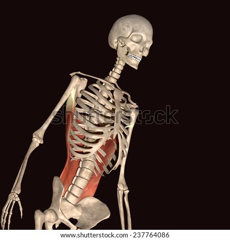 Man Muscles Anatomy Side View Stock Illustration 237764221 - Shutterstock