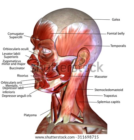 Human Face Muscles Stock Illustration 311698715 - Shutterstock