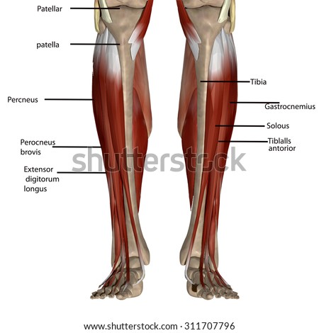 Simplified Anatomy Knee Stock Vector 123630808 - Shutterstock