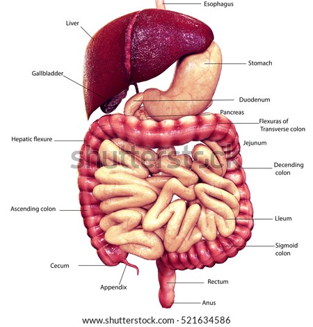 Esophagus Stock Images, Royalty-Free Images & Vectors | Shutterstock