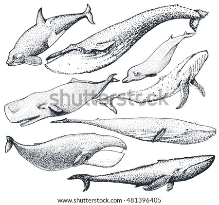 Set 8 Whales World Include Finback Stock Vector 481396405 - Shutterstock