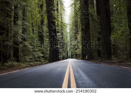 Forest Redwood Road Through Stock Photos, Images, & Pictures | Shutterstock