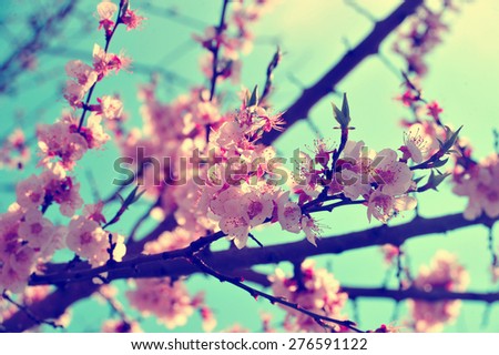 Apricot Tree Branch With Pink Retro Vintage Flowers Blooming Apricot Tree Branch With Pink Retro Vintage Flowers Blooming