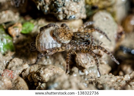 How many of her babies does a female wolf spider carry with her?