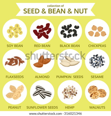 collections of seed & bean & nut, food icon vector illustration