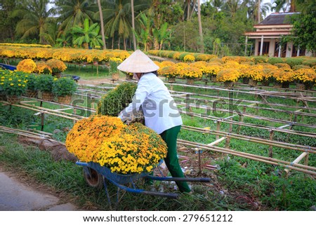 Cai Mon flower village, Can Tho, Vietnam - February 6, 2015: undefined, rural women harvested, transported chrysanthemums.