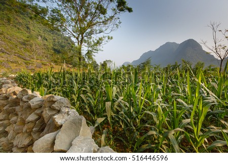 Corn field in Cao Bang province. Caobang is North East province of Vietnam near China