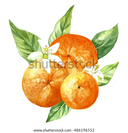 Watercolor Orange Fruit Isolated Stock Illustration 486196552 ...