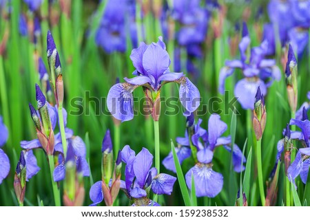 A meadow full of beautiful blue irises