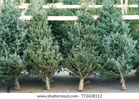 Christmas Trees In The Farm Market For Sale Holiday Season Christmas Trees In The Farm Market For Sale Holiday Season