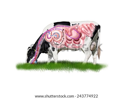 Ruminant Stock Images, Royalty-Free Images & Vectors ... cattle digestive system diagram 