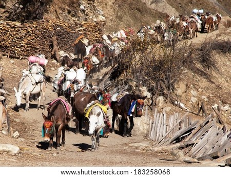 carovana di muli con merci - Nepal occidentale